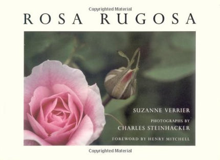 Rosa Rugosa