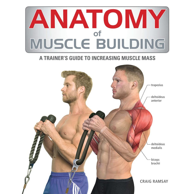Anatomy of Muscle Building: A Trainer's Guide to Increasing Muscle Mass