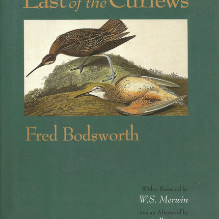 Last of the Curlews