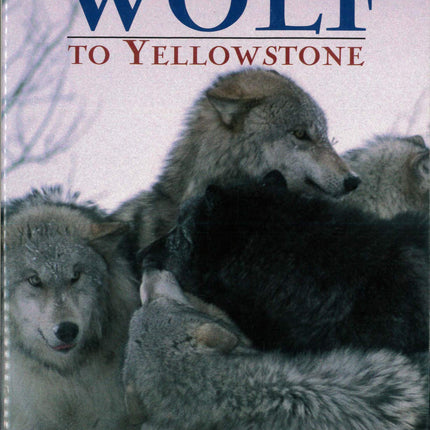 The Return of the Wolf to Yellowstone
